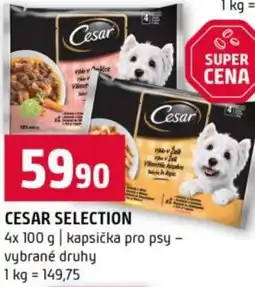 Terno Cesar selection nabídka