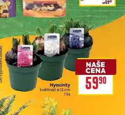 Billa Hyacinty květináč o 12 cm 1 ks nabídka