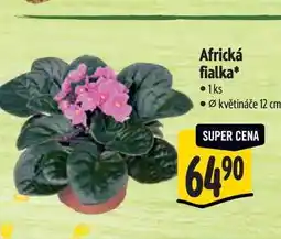 Albert Africká fialka, pr. květináče 12 cm nabídka