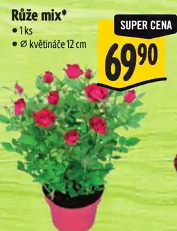 Albert Růže mix nabídka