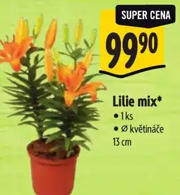 Albert Lilie mix nabídka