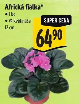 Albert Africká fialka nabídka