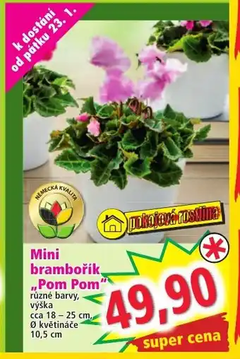 Mini brambořík Pom Pom
