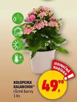 Penny Market KOLOPEJKA KALANCHOE, 1 ks nabídka