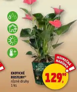Penny Market EXOTICKÉ ROSTLINY, 1 ks nabídka