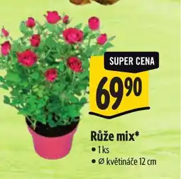 Albert Růže mix nabídka
