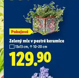 Lidl Zelený mix v pestré keramice nabídka