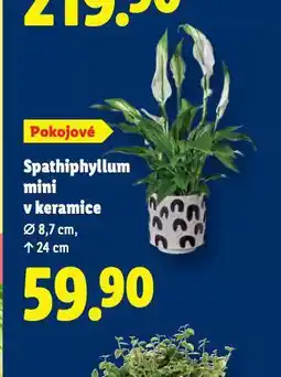 Lidl Spathiphyllum mini v keramice nabídka