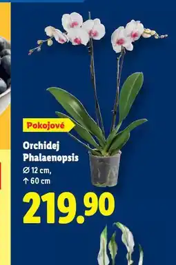 Lidl Orchidea - phalaenopsis nabídka