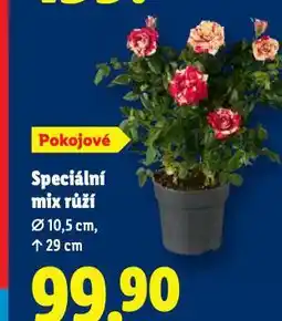Lidl Speciální mix růží nabídka