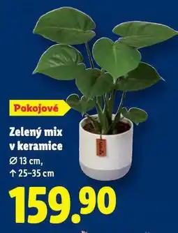 Lidl Zelený mix v keramice nabídka