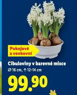Lidl Cibuloviny v barevné keramice nabídka