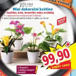 Norma Mini dekorační květina toulitka, kala, bromélie nebo orchidej nabídka