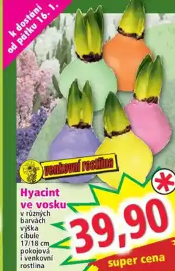 Norma Hyacint ve vosku nabídka