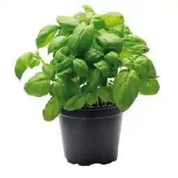 Lidl Bazalka v květináči 1 ks nabídka