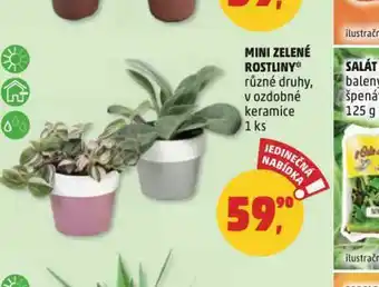 Penny Market Mini zelené rostliny nabídka