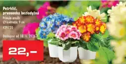 Uni Hobby Petrklíč, prvosenka bezlodyžná nabídka