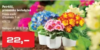 Uni Hobby Petrklíč, prvosenka bezlodyžná nabídka