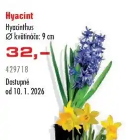 Uni Hobby Hyacint nabídka