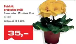 Uni Hobby Petrklíč, prvosenka vyšší nabídka