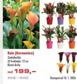 Uni Hobby Kala (Kornoutice) nabídka