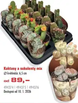 Uni Hobby Kaktusy a sukulenty mix nabídka