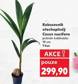 Kaufland Kokosovník ořechoplodý Cocos nucifera nabídka