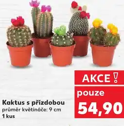 Kaufland Kaktus s přízdobou nabídka