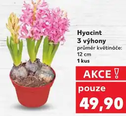 Kaufland Hyacint 3 výhony nabídka