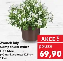 Kaufland Zvonek bílý Campanula White Get Mee nabídka