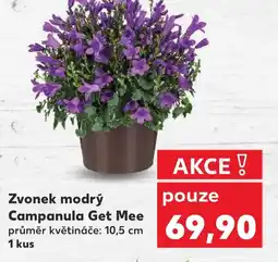 Kaufland Zvonek modrý Campanula Get Mee nabídka