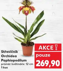 Kaufland Střevíčník Orchidea Paphiopedilum nabídka