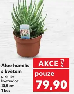 Kaufland Aloe humilis s květem nabídka