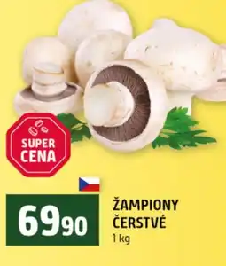 Terno Žampiony čerstvé nabídka