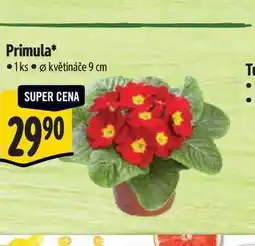Albert Primula pr. květináče 9 cm nabídka