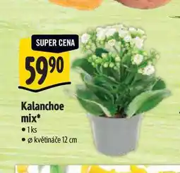 Albert Kalanchoe mix, pr. květináče 12 cm nabídka