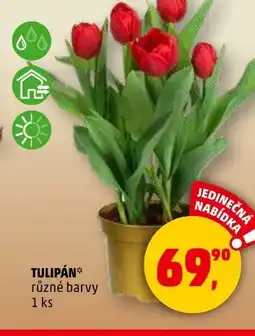 Penny Market Tulipán nabídka