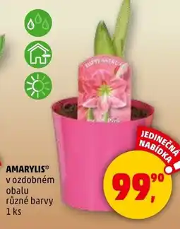 Penny Market Amarylis nabídka