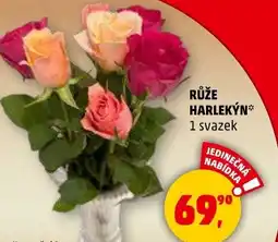Penny Market Růže harlekýn nabídka