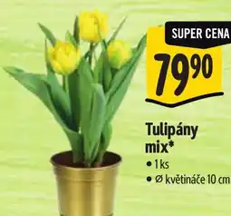 Albert Tulipány mix nabídka