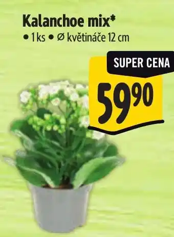 Albert Kalanchoe mix nabídka