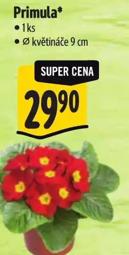 Albert Primula nabídka