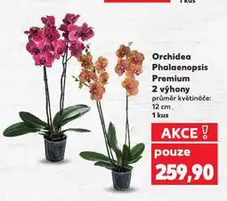 Kaufland Orchidea phalaenopsis nabídka