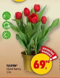 Penny Market TULIPÁN, 1 ks nabídka