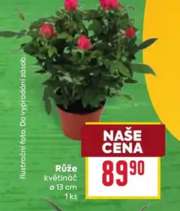 Billa Růže nabídka