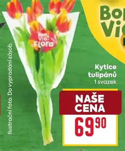 Billa Kytice tulipánů nabídka