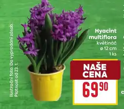 Billa Hyacint multiflora nabídka