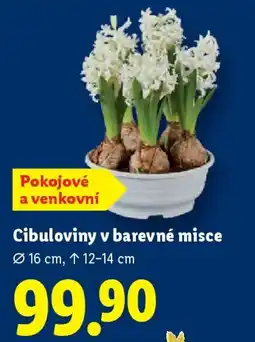 Lidl Cibuloviny v barevné misce nabídka