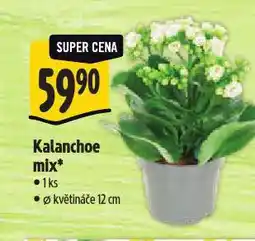 Albert Kalanchoe mix nabídka