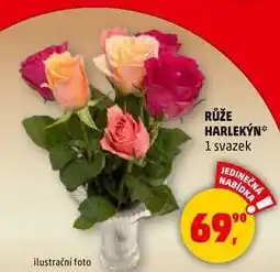 Penny Market RŮŽE HARLEKÝN, 1 svazek nabídka